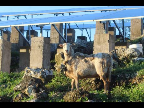 Credit: Photos by Paul H. Williams Keith R. Wedderburn’s solar panels have been replaced after Hurricane Melissa blew them away.