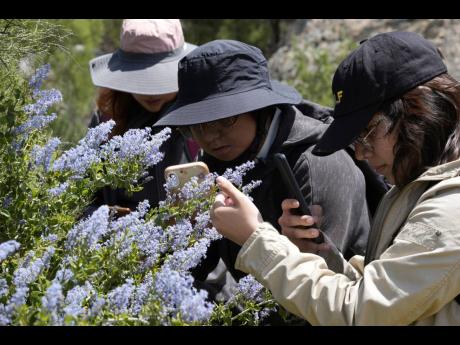 College students, members of Baja California’s conservation organization Baja Rare, lead a botanical expedition to document native plants along the US-Mexico border on Friday, April 19, 2024, in the Ejido Jacume in the Tecate municipality of Baja Califor